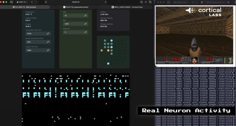 Cortical Labs: Menschliche Gehirnzellen steuern jetzt LLMs