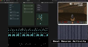 Cortical Labs: Menschliche Gehirnzellen steuern jetzt LLMs
