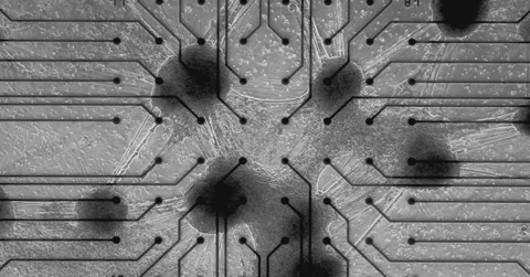 Cortical Labs: Menschliche Gehirnzellen in der Cloud mieten