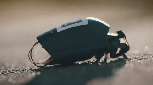 Cyborg-Insektenschwärme jetzt bei NATO-Streitkräften im Einsatz