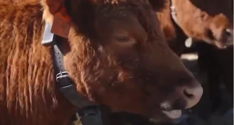 Halter: KI-Halsbänder für Kühe vor 2-Milliarden-Dollar-Deal