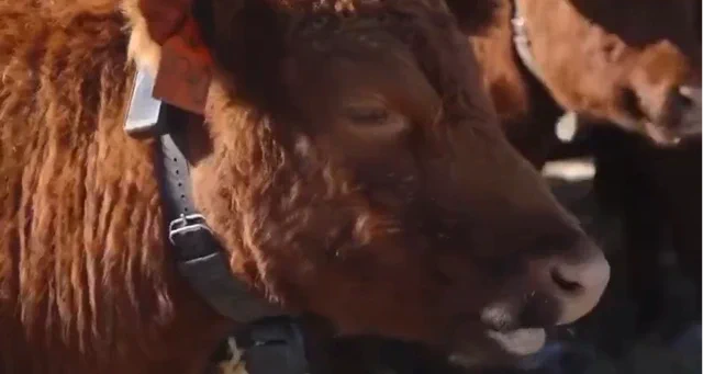 Halter: KI-Halsbänder für Kühe vor 2-Milliarden-Dollar-Deal