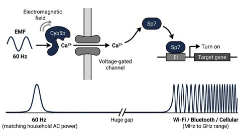 Ein Diagramm, das zeigt, wie eine 60-Hz-EMF-Welle das Cyb5b-Protein aktiviert, was zu einem Kalziumeinstrom und der Genaktivierung durch den Sp7-Transkriptionsfaktor führt.