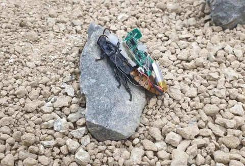 KI-Rucksack verleiht Cyborg-Kakerlaken einen eigenen Willen