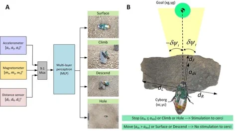 Ein Diagramm, das das KI-Modell und die Steuerungslogik für die Cyborg-Kakerlake zeigt.