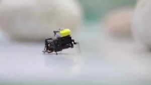 Pekinger Forscher entwickeln ultraschnellen 2cm-Mikroroboter in Insektenstudie