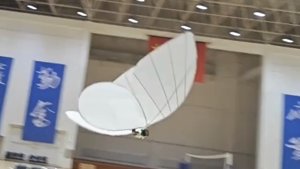 Schmetterling-Kopie: Echt oder gruselig?