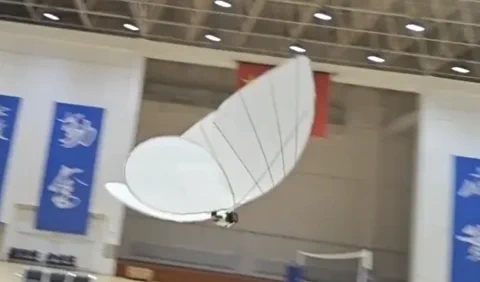 Schmetterling-Kopie: Echt oder gruselig?